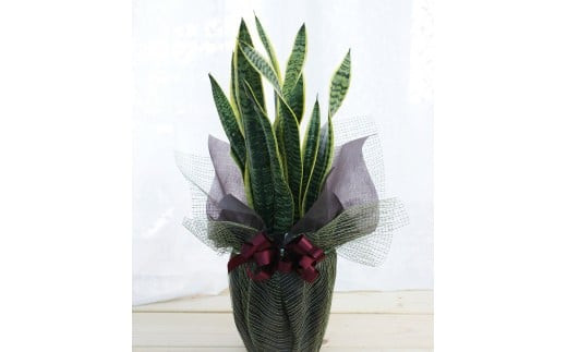 【定期便 12か月】グリーンのある生活を観葉・多肉・花鉢植物（12か月）【グリーン ご自宅インテリア　会社の受付　毎月届く　心が元気　豊かな毎日　お手入れ説明書付き　アジサイ 大阪府 門真市 】