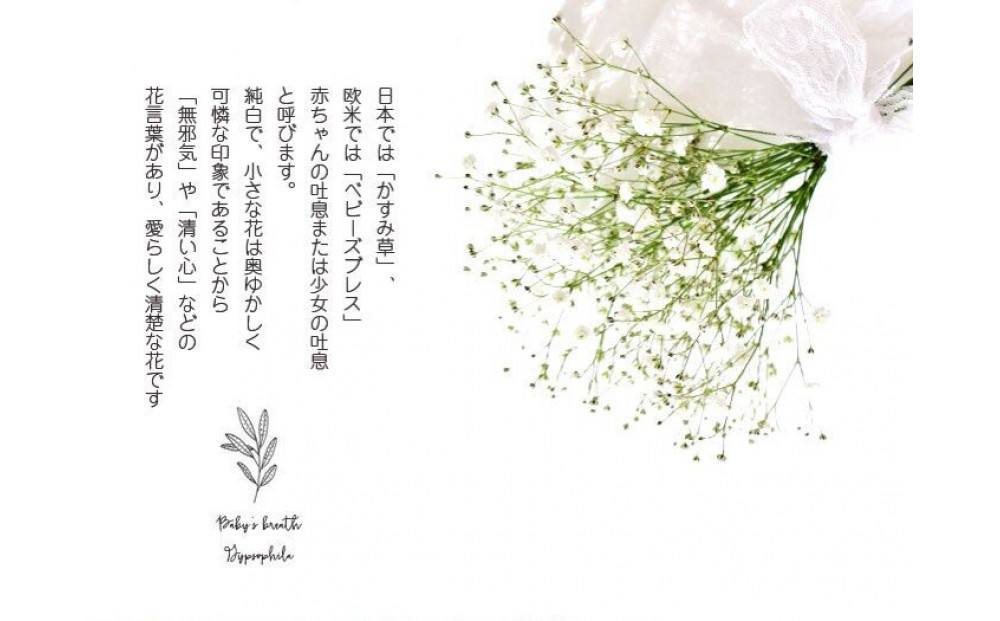 チェリーかすみの花束 かすみ草 カスミソウ 花束 花 誕生日 成人式 卒業祝い 初節句 ひな祭り バレンタイン お返し 結婚 ウエディング 送別 祝い プレゼント 結婚祝い お礼 花束 赤いかすみ草 チェリー レッド 生花ドライフラワーにも 送料無料 お母さん 記念日