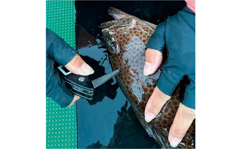 津本式 計測 マルチ絞め具 ナイフ付き ピック付き アジなど小型魚〜10kg大型魚まで対応 脳絞め 内絞め エラ膜切り コンパクト 使いやすい 魚 処理 血抜きに役立つ 有名 人気 魚釣り フィッシング 専用ケース付き おすすめ