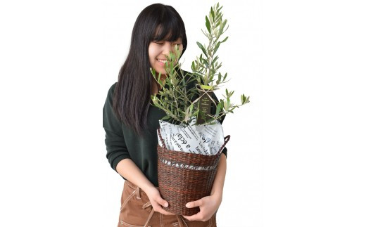 【定期便 12か月】グリーンのある生活を観葉・多肉・花鉢植物（12か月）【グリーン ご自宅インテリア　会社の受付　毎月届く　心が元気　豊かな毎日　お手入れ説明書付き　アジサイ 大阪府 門真市 】