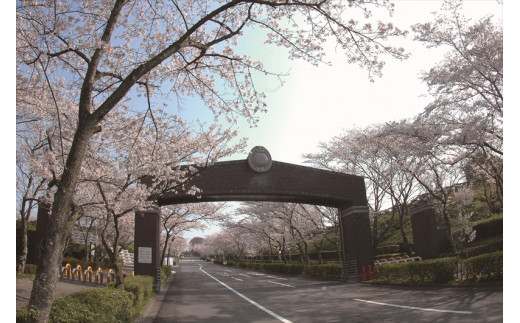 公営 飯盛霊園 合葬墓「虹の丘」使用権(合葬)【墓地 墓じまい 合葬墓地 永代供養 共同墓 合同墓 合祀墓 大阪府 門真市 】