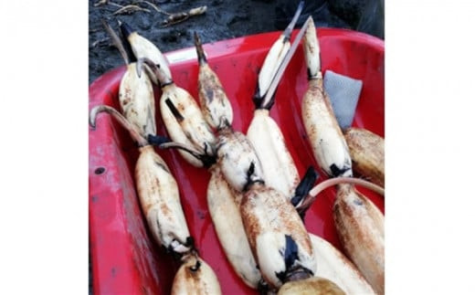 門真れんこん『れんちゃん』2.0kg【門真れんこん　れんこん　もっちりとした食感　河内レンコン　幻のレンコン　甘みが強い 鉄分を多く含む粘土質の土壌 大阪府 門真市 】