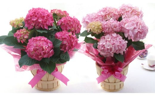 【定期便 12か月】グリーンのある生活を観葉・多肉・花鉢植物（12か月）【グリーン ご自宅インテリア　会社の受付　毎月届く　心が元気　豊かな毎日　お手入れ説明書付き　アジサイ 大阪府 門真市 】