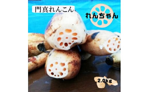 門真れんこん『れんちゃん』2.0kg【門真れんこん　れんこん　もっちりとした食感　河内レンコン　幻のレンコン　甘みが強い 鉄分を多く含む粘土質の土壌 大阪府 門真市 】