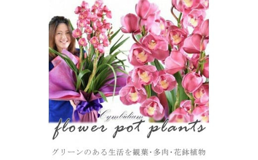 【定期便 12か月】グリーンのある生活を観葉・多肉・花鉢植物（12か月）【グリーン ご自宅インテリア　会社の受付　毎月届く　心が元気　豊かな毎日　お手入れ説明書付き　アジサイ 大阪府 門真市 】