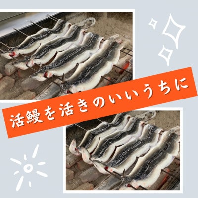 【3尾】活鰻　おいしいうな丼が作れる国産うなぎ蒲焼3本(タレ3ヶ入)【配送不可地域：離島】