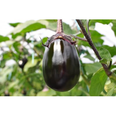 (6個入り)福田農園　泉州水なす(生)【配送不可地域：離島】