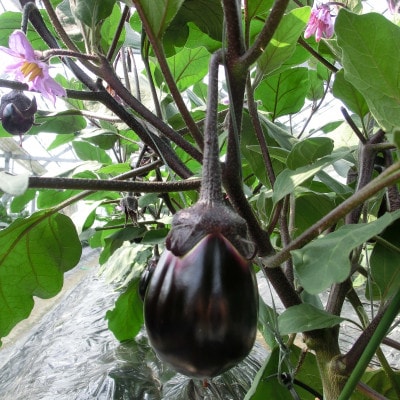 【おかげ屋の水なす漬】旬の野菜にこだわる八百屋が特製のぬかで作ったお漬物　6個入【配送不可地域：離島】