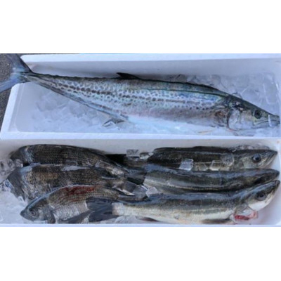 【冷蔵】朝どれ大阪湾で獲れた旬の鮮魚セット　約4kg【配送不可地域：離島・北海道・沖縄県・東北・関東・九州】