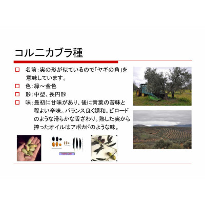 【180g×12本】毎日のオリーブ油(エクストラバージンオリーブオイル)