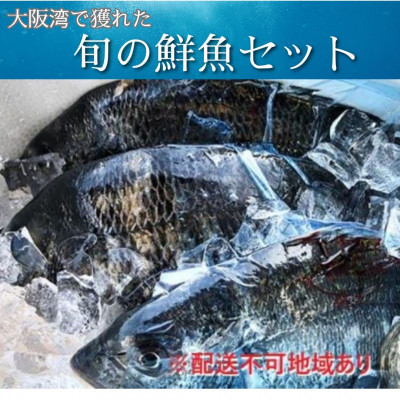 【冷蔵】朝どれ大阪湾で獲れた旬の鮮魚セット　約4kg【配送不可地域：離島・北海道・沖縄県・東北・関東・九州】