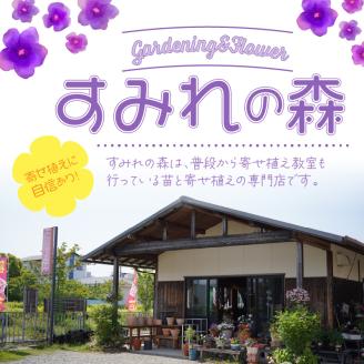 季節の花の寄せ植え 30cm鉢 ピック付き【005C-005】