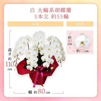 胡蝶蘭 白大輪5本立 55輪 ※お届け不可地域あり【008A-005】