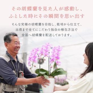 胡蝶蘭 白大輪5本立 65輪※お届け不可地域あり【008A-007】