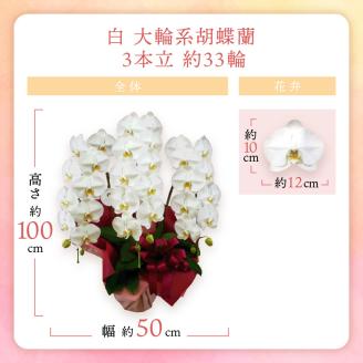 胡蝶蘭 白大輪3本立 33輪 ※お届け不可地域あり【008B-008】