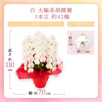 胡蝶蘭 白大輪3本立 42輪 ※お届け不可地域あり【008B-010】