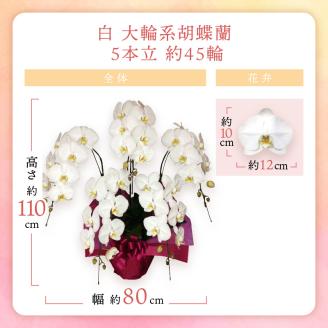胡蝶蘭 白大輪5本立 45輪 ※お届け不可地域あり【008B-012】