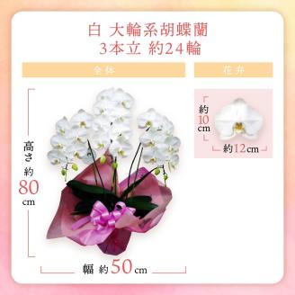 胡蝶蘭 白大輪3本立 24輪 ※お届け不可地域あり【008C-004】
