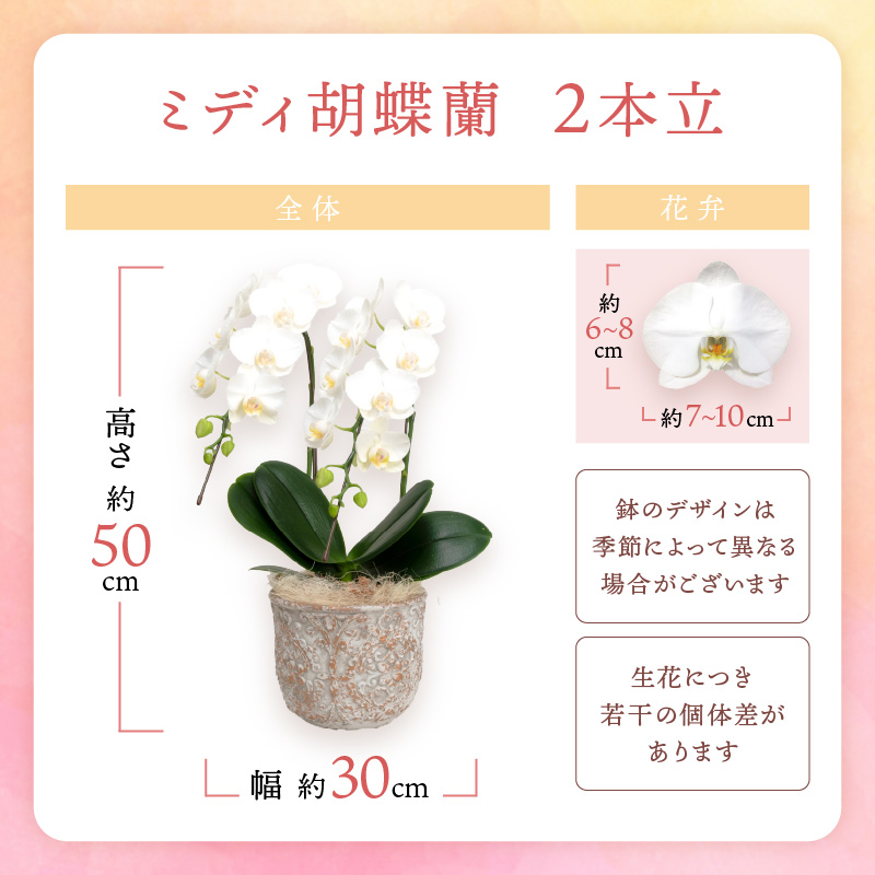 ミディ胡蝶蘭 2本立 ※お届け不可地域あり【008C-007】