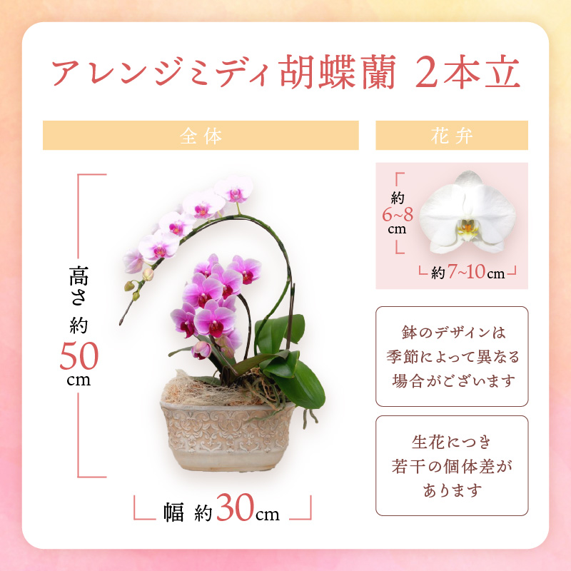 アレンジミディ胡蝶蘭 2本立 ※お届け不可地域あり【008C-008】
