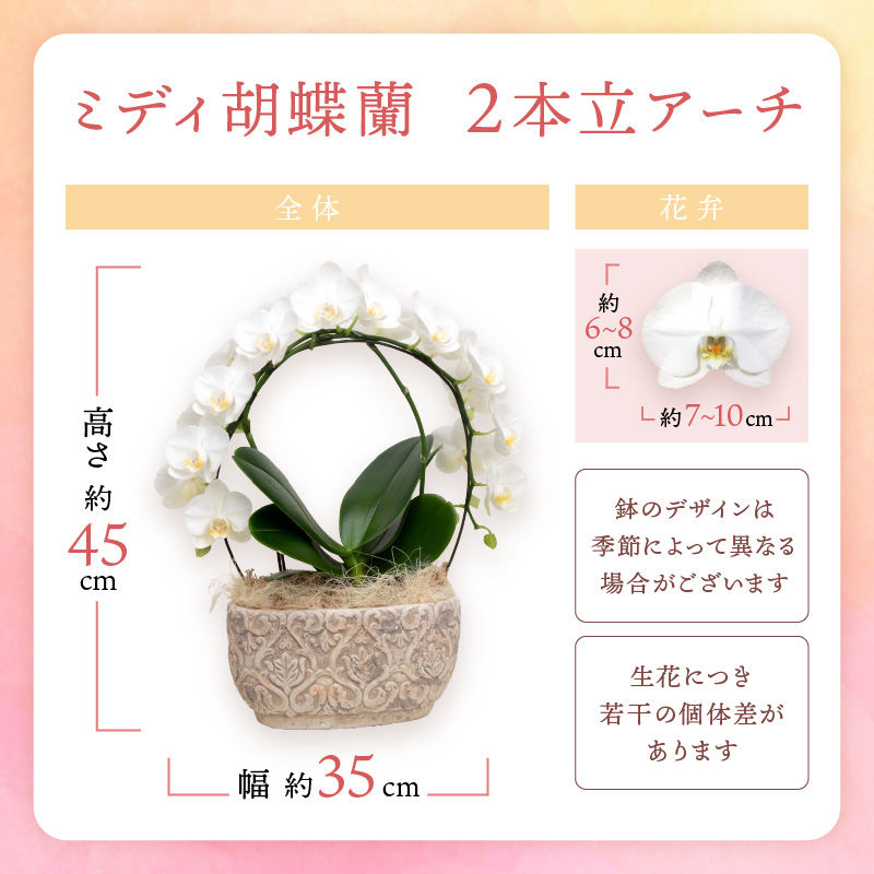 ミディ胡蝶蘭 2本立（アーチ） ※お届け不可地域あり【008C-009】