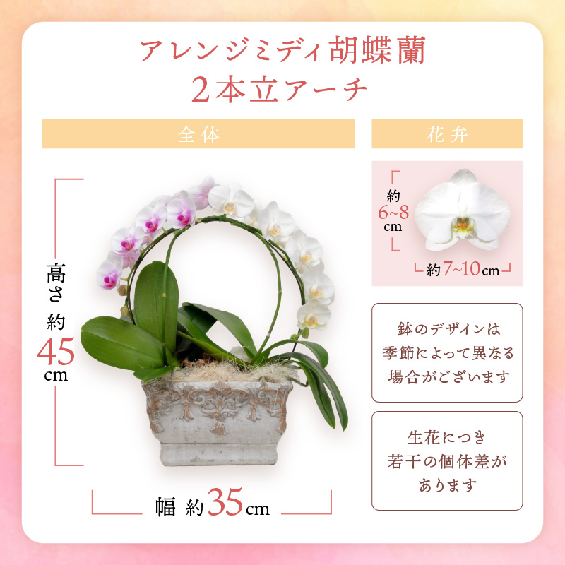 アレンジミディ胡蝶蘭 2本立（アーチ） ※お届け不可地域あり【008C-010】