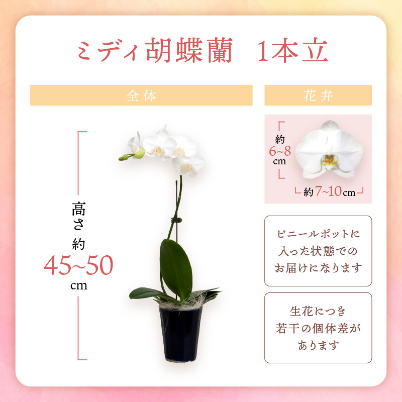 ミディ胡蝶蘭 1本立（鉢無しタイプ）【008D-003】