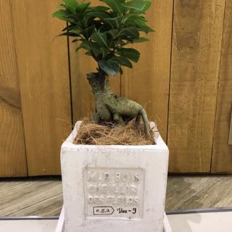 ガジュマル植え込み【009D-055】