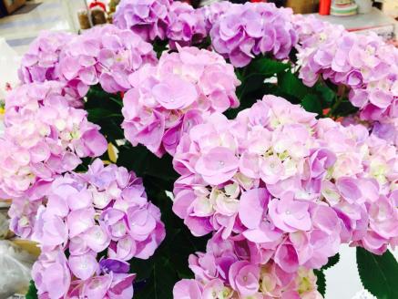 【母の日ギフト】お母さんへのプレゼントに！あじさい（鉢花） ※お届け不可地域あり【009D-059】