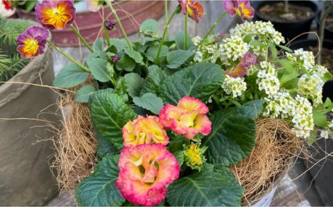 季節のお花を植えた寄せ植え 60cm ※お届け不可地域あり【009D-062】