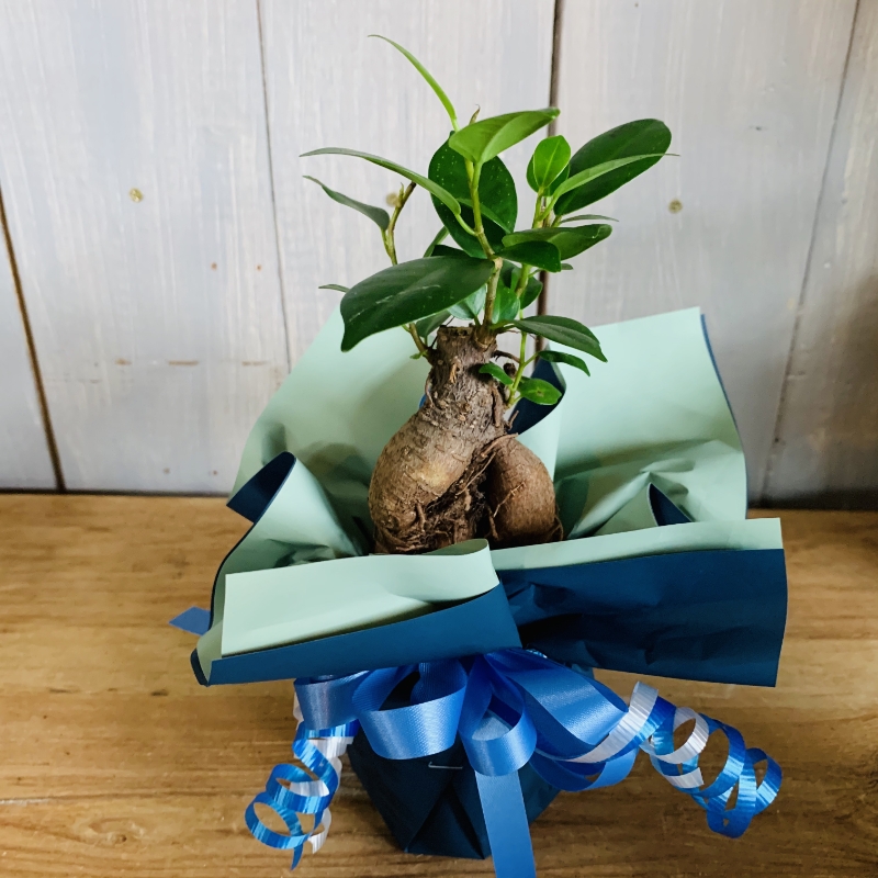 ご自宅用にもプレゼントにも。小さなガジュマル (ラッピング付き)【009E-003】