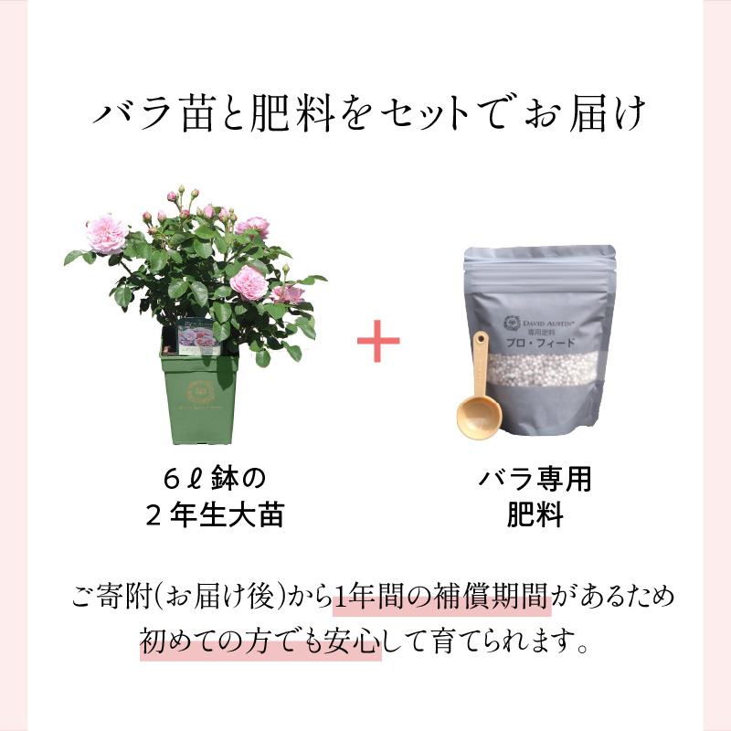 【イングリッシュローズ】 デビッド・オースチン バラ鉢苗 （バラ専用肥料付）【品種指定不可】【025D-003】