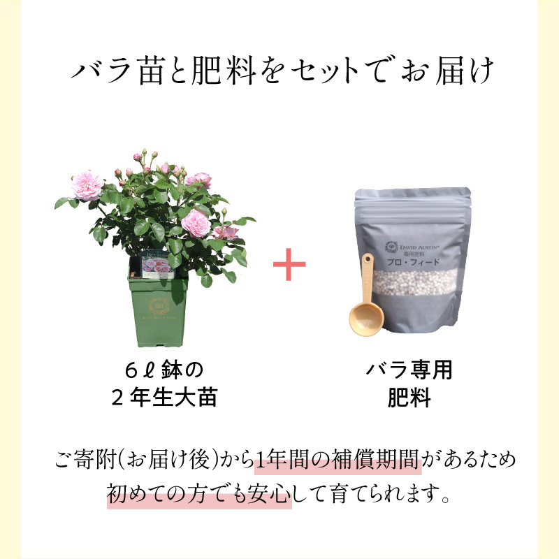 【 イングリッシュローズ 】 デビッド・オースチン つるバラ鉢苗（バラ専用肥料付）【025D-004】