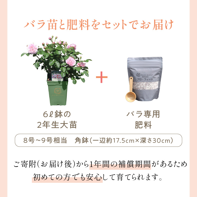 【イングリッシュローズ】デビッド・オースチン ブライス・スピリット 6L鉢苗（バラ専用肥料付）【025D-047】
