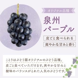 泉州ぶどう 泉州の黒ぶどう3種食べ比べセット【065C-002】