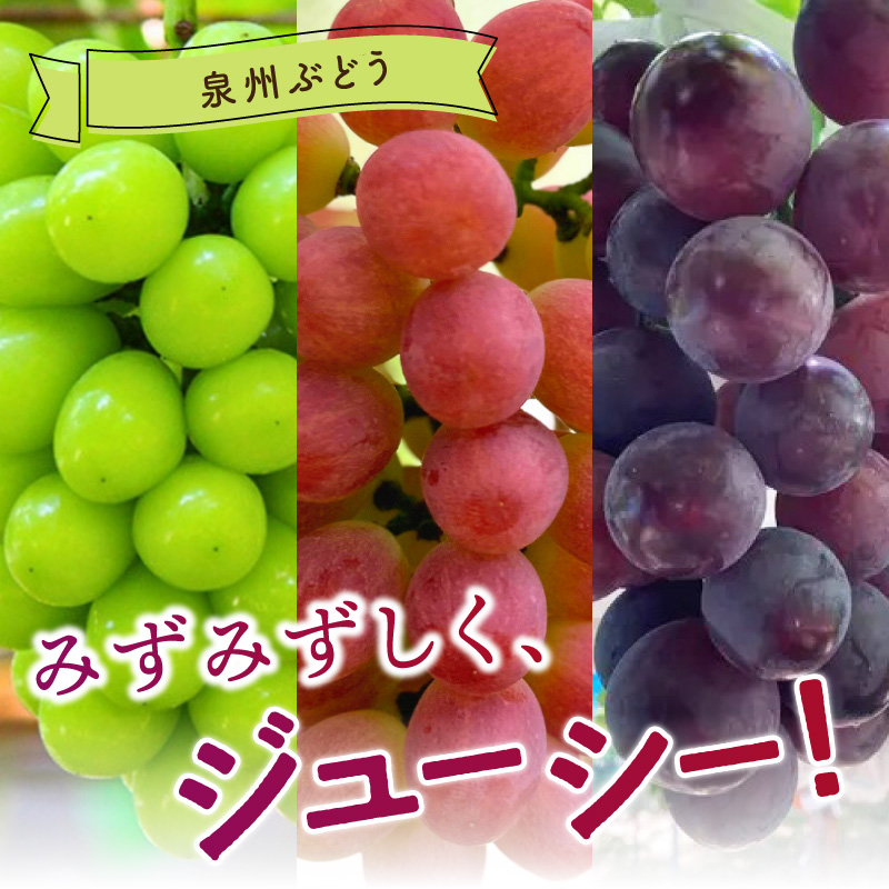 泉州ぶどう【皮ごとOK】泉州パープル シャインマスカット サニードルチェ 各1房セット【065C-004】