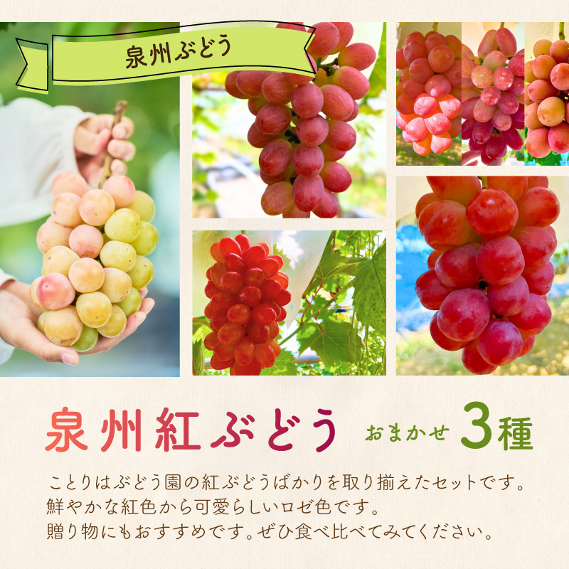 泉州ぶどう 彩りあざやか紅ぶどう 3種セット【065C-005】