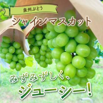 泉州ぶどう シャインマスカット 1房【065D-010】
