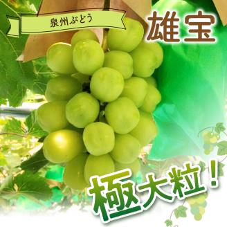 泉州ぶどう 雄宝 1房【065D-011】