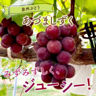 泉州ぶどう あづましずく 2房【065D-012】