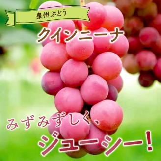 泉州ぶどう クインニーナ 2房【065D-013】