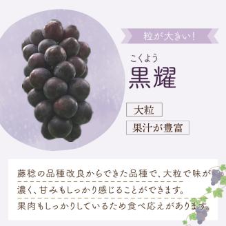 泉州ぶどう 黒耀とサニードルチェのセット【065D-014】
