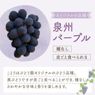 泉州ぶどう 泉州パープルとシャインマスカットのセット【065D-016】