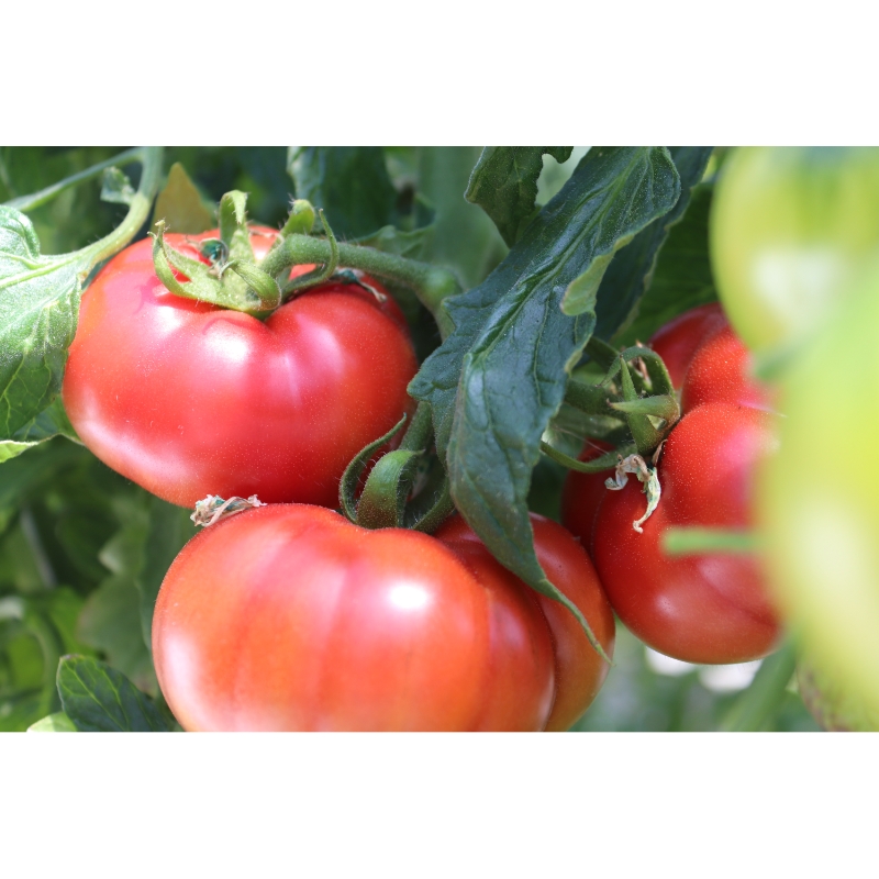 【糖度8度以上】うま味たっぷり こだわりのフルーツトマトC 1kg ※お届け不可地域あり【093E-002】