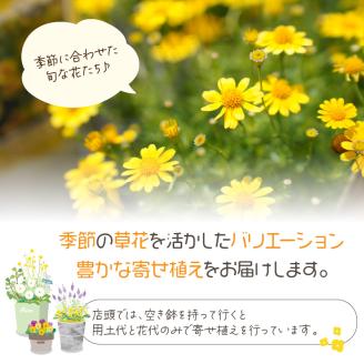 季節の花の寄せ植え 38cm鉢【005B-003】