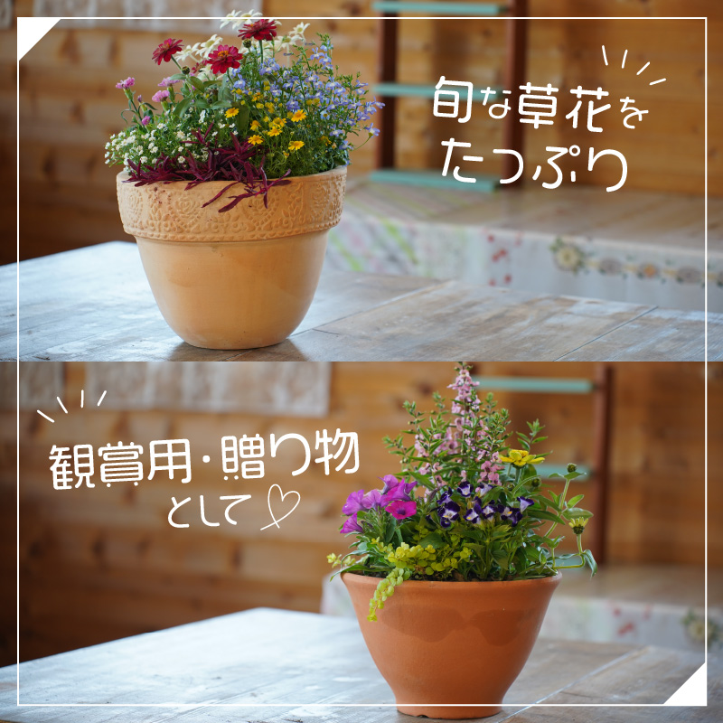 季節の花の寄せ植え 25cm鉢【005D-005】