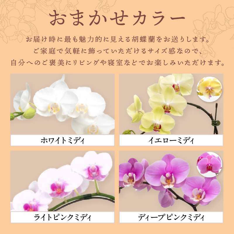 ミディ胡蝶蘭 1本立 1年間 6回定期便【配送不可地域：北海道・沖縄・離島】【008B-014】