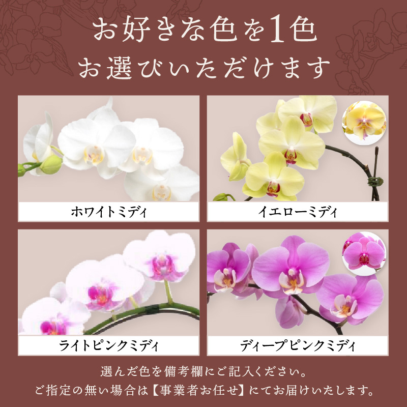 ミディ胡蝶蘭 2本立（アーチ） ※お届け不可地域あり【008C-009】