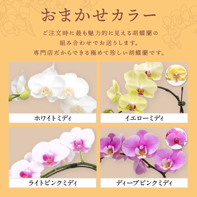 アレンジミディ胡蝶蘭 2本立（アーチ） ※お届け不可地域あり【008C-010】