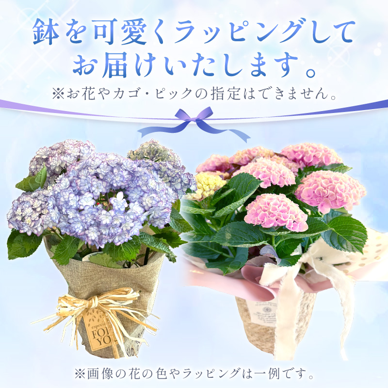 【母の日ギフト】お母さんへのプレゼントに！あじさい（鉢花） ※お届け不可地域あり【009D-059】